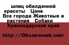 шпиц обалденной красоты › Цена ­ 22 000 - Все города Животные и растения » Собаки   . Краснодарский край